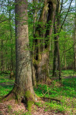 bialowieza orman anıtsal meşe ağaçları