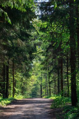 Toprak yol orman baharda girme