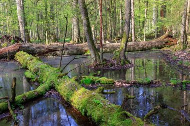 Bahar ayakta su ile karışık orman ıslak