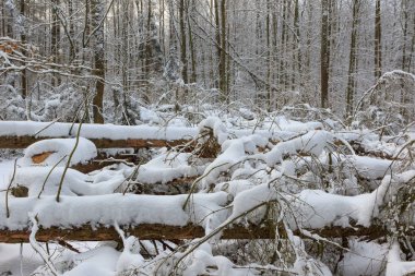 Esas olarak yaprak döken orman günbatımı ışık kış manzara