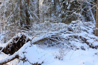 Esas olarak yaprak döken orman günbatımı ışık kış manzara