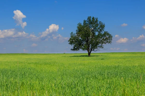 Свежие зеленые поля ювенильного зерна и дерева — стоковое фото