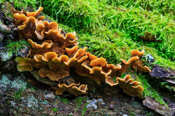 Fungi and moss grows side by side — Stock Photo, Image