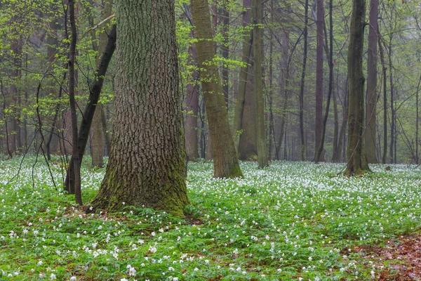 Lente hout Anemone bloemen — Stockfoto