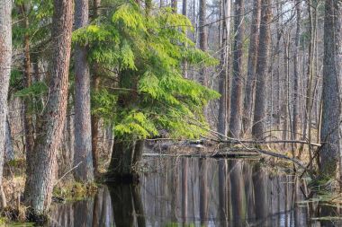 Yavaş bahar güneş Bialowieza orman, Polonya, Avrupa tarafından kızılağaç ağaçları ile orman nehirde akan
