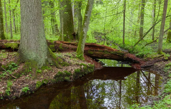 İki büyük ağacın yavaş akan nehir ve kırık kısmen reddedilen ağaç aralarında Bahar, Bialowieza orman, Polonya, Avrupa'nın yalan