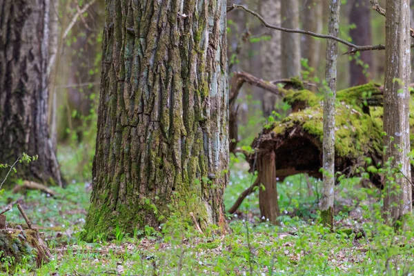 Huge Oak Tree Moss Wrapped Spring Bialowieza Forest Poland Europe — Stock Photo, Image