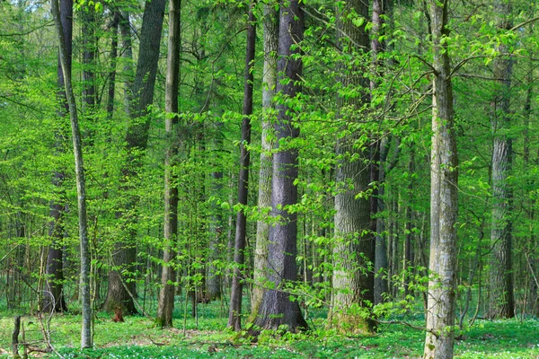 İlkbahar güneşi, Bialowieza Ormanı, Polonya ve Avrupa 'da taze karışık orman tezgahları