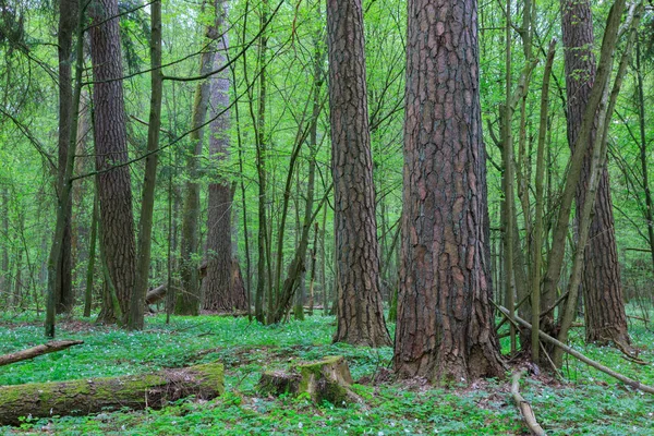 Huge Old Pine Trees Spring Juvenile Hornbeam Bialowieza Forest Poland — Stock Photo, Image