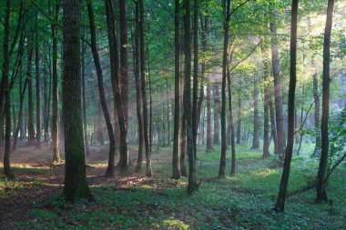 Sunbeam zengin yaprak döken orman puslu akşam yağmur altında girdikten sonra Bialowieza orman, Polonya, Europe