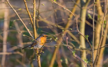 Avrupa robin (Erithacus rubecula) gıda yeşil bulanık arka planı yaz, Podlasie bölge, Polonya tutarak.