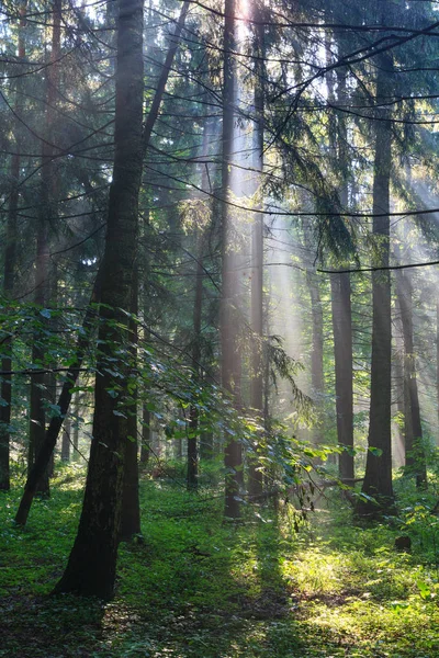 Sunbeam entering rich deciduous forest in misty morning rain after, Bialowieza Forest, Poland, Europe