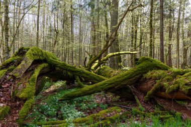 Bahar, Bialowieza orman, Polonya, Avrupa'nın yaprak döken ağaçlar arasında sarılmış ölü meşe yalancı yosun