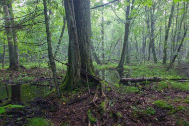 Islak yaprak döken standında yaz gündoğumu eski meşe ağacı ön plan ve ayakta su, Bialowieza orman, Polonya, Europe