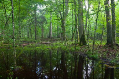 Yaz aylarında öğle ıslak yaprak döken standında ön plan, Bialowieza orman, Polonya, Avrupa'nın ayakta su ile