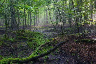 Sabah yağmur sonrası puslu yaprak döken tribünde ön plan, Bialowieza orman, Polonya, Avrupa'nın eski ağaçları ile