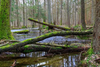 Durgun su ve ölü ağaçlarla karışık bahar ormanı Bialowieza Ormanı, Polonya, Avrupa