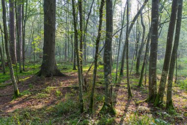 Bialowieza Ormanı, Polonya ve Avrupa 'nın sonbahar sabahı sisinde doğal yaprak döken standı