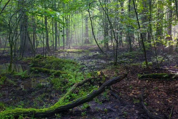 Sabah yağmur sonrası puslu yaprak döken tribünde ön plan, Bialowieza orman, Polonya, Avrupa'nın eski ağaçları ile