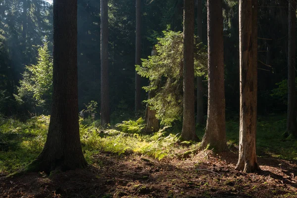 Alter Nadelbaumbestand Sommermorgen Mit Kiefern Und Fichten Bialowieza Wald Polen — Stockfoto