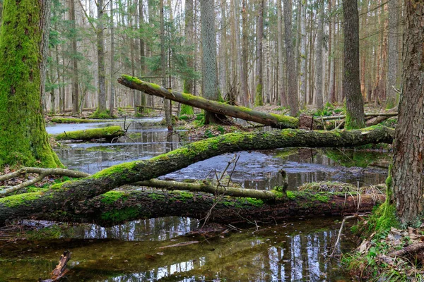 Forêt Mixte Humide Printanière Avec Eau Stagnante Arbres Morts Partiellement — Photo