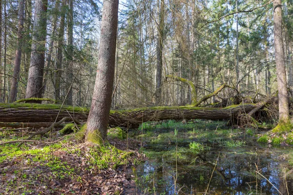 Lente Natte Gemengde Bos Met Stilstaand Water Dode Bomen Gedeeltelijk — Stockfoto