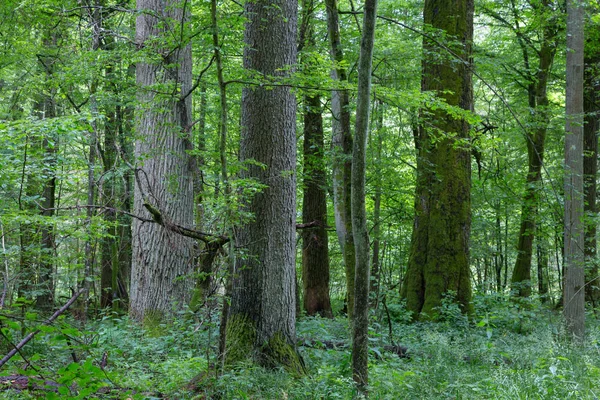 Παλιά Δέντρα Από Αρχέγονο Stand Δάσος Bialowieza Καλοκαίρι Την Μνημειώδη — Φωτογραφία Αρχείου