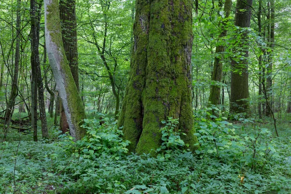 Staré Stromy Pravěké Stojan Bělověžského Pralesa Létě Monumentální Dubu Smrku — Stock fotografie