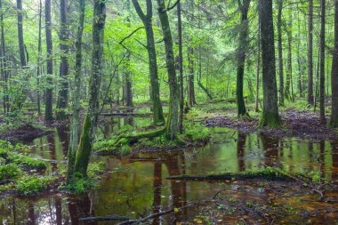 Yaz aylarında gündoğumu ıslak yaprak döken stand ile ayakta su, Bialowieza orman, Polonya, Europe