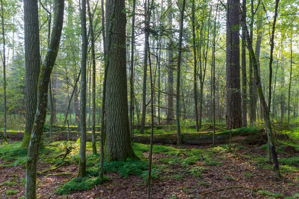 Natürlicher Laubbestand Herbstlichen Morgennebel Bialowieza Wald Polen Europa — Stockfoto