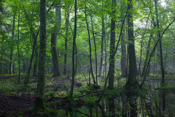 Summertime Sunrise Wet Deciduous Stand Broken Tree Lying Standing Water — Stock Photo, Image