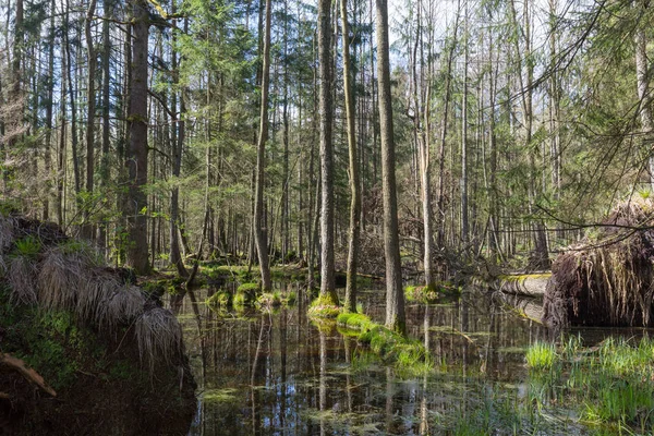 Foresta Ontano Primaverile Con Acqua Stagnante Foresta Bialowieza Polonia Europa — Foto Stock