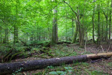Taze yaprak döken ön plan, Bialowieza orman, Polonya, Avrupa'nın ölü kırık çam ağacı ile yaz aylarında standı