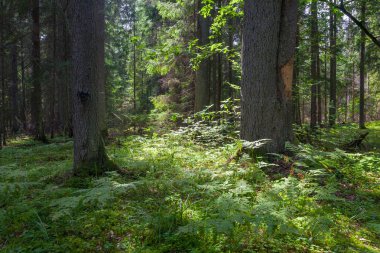 Yaz Karma stand ön planda güneş öğle vakti, Bialowieza orman, Polonya, Avrupa'nın tek çam ağacı ile