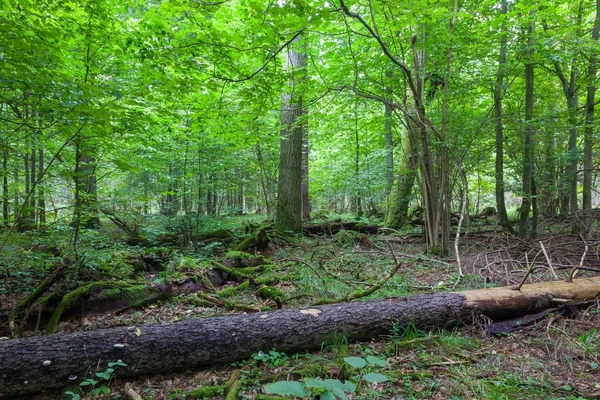 Frischer Laubbestand Sommer Mit Abgestorbenen Abgebrochenen Fichten Vordergrund Bialowieza Wald — Stockfoto