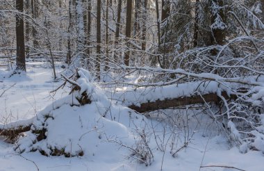 Gün batımında nehir kenarındaki kış manzarası. Genç leylaklar karla kaplanmış. Bialowieza Ormanı, Polonya, Avrupa.