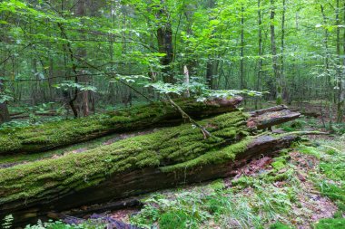 Yaz aylarında taze yaprak döken tribünde ölü kırık meşe ön plan moss ile sarılmış, Bialowieza orman, Polonya, Europe