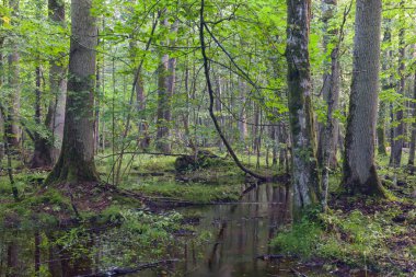 Sabah yağmur sonrası yaprak döken tribünde ön plan, Bialowieza orman, Polonya, Avrupa'nın eski ağaçları ile