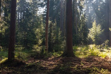 Eski iğne yapraklı çam ile yaz sabahı stand ve ağaç, Bialowieza orman, Polonya, Europe çeki düzen vermek