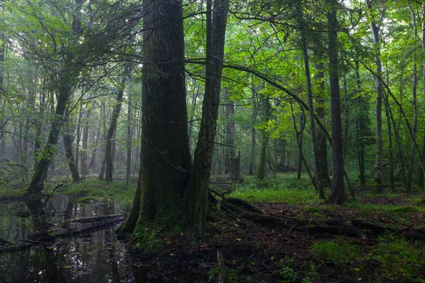 前景に古いオークの木と立って水 Bialowieza森林 ポーランド ヨーロッパと湿った落葉樹のスタンドで夏の日の出 — ストック写真