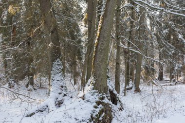Sabah kar ile yaprak döken tribünde Ladin ağaçlarının çoğunlukla sarılı sonra kar yağışı, Bialowieza orman, Polonya, Avrupa
