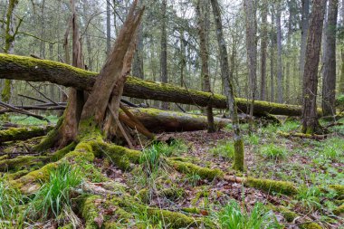Büyük kırık ağaç bahar orman ve ön plan moss eski kırık güdük yalan sarılmış, Bialowieza orman, Polonya, Europe