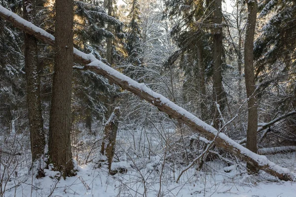 Snowfall after deciduous stand in morning with snow wrapped spruce trees mostly and old alder trees in foreground, Bialowieza Forest, Poland, Europe