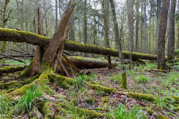 大破碎的树说谎在春天森林和老残缺的树桩在前景苔藓包裹 Bialowieza — 图库照片