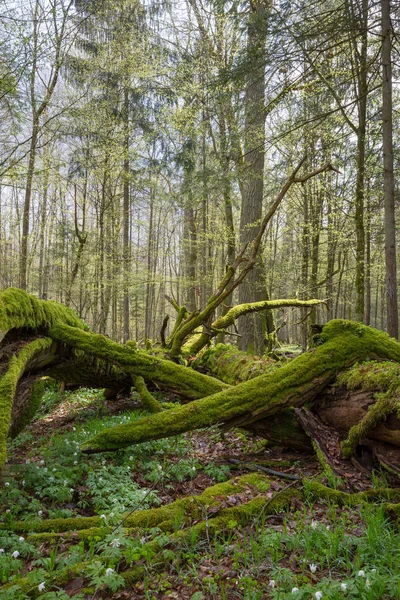 春天被落叶树包裹的死橡树 波兰比亚洛维埃萨森林 — 图库照片