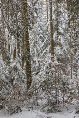 Gün batımında nehir kenarındaki kış manzarası. Genç leylaklar karla kaplanmış. Bialowieza Ormanı, Polonya, Avrupa.