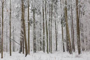 Kış manzarası doğal orman huş ağacı ve gürgen ağaçları kar ile sarılmış, Bialowieza orman, Polonya, Europe