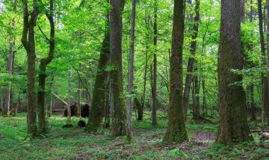 Sirasiyla ve eski doğal yaprak döken eski kızılağaç ve Gürgen Ağacı arka plan, Bialowieza orman, Polonya, Avrupa'nın standı
