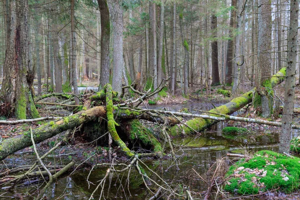 Frühlingshafter Feuchter Mischwald Mit Stehendem Wasser Und Abgestorbenen Bäumen Bialowieza — Stockfoto