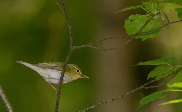 Warbler Salgueiro Phylloscopus Trochilus Presa Primavera Contra Fundo Fuzzy Floresta — Fotografia de Stock